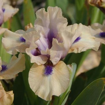 Ирис низкий Тиккети Бу (Iris pumila 'Tickety Boo')