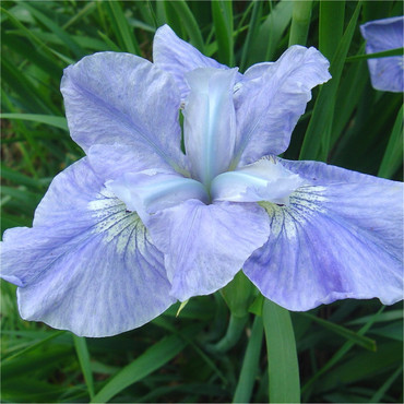 Ирис сибирский Диар Делайт (Iris sibirica 'Dear Delight')