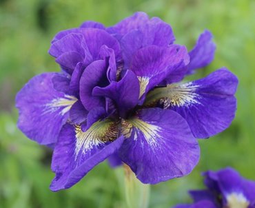 Ирис сибирский Дабл Стандарт (Iris sibirica 'Double Standard')