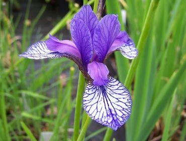 Ирис сибирский Флайт оф Баттерфляйз (Iris sibirica 'Flight of Butterflies')