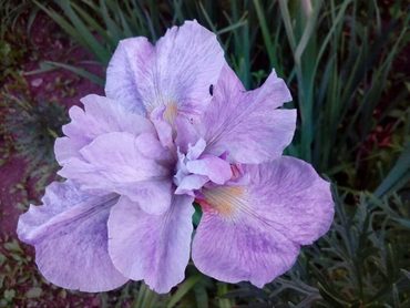 Ирис сибирский Кита-Но-Сейза (Iris sibirica 'Kita-No-Seiza')