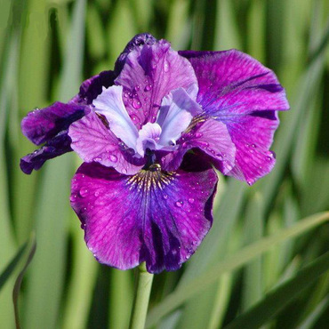 Ирис сибирский Роринг Джелли (Iris sibirica 'Roaring Jelly')