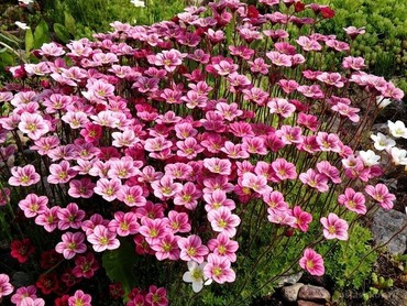 Камнеломка Арендса Розеа (Saxifraga x arendsii 'Rosea')
