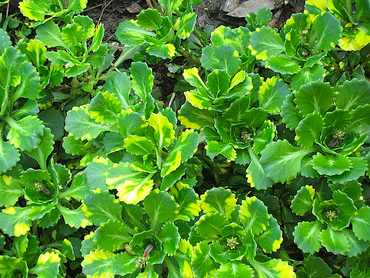 Камнеломка теневая Вариегата (Saxifraga umbrosa 'Variegata')