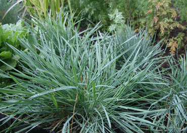 Калерия сизая Кулио (Koeleria glauca 'Coolio')