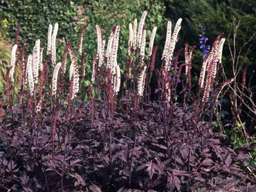Клопогон ветвистый Атропурпуреа (Cimicifuga ramosa 'Atropurpurea')