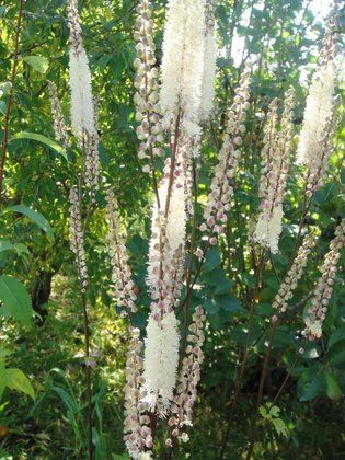 Клопогон японский Силвер Дэнс (Cimicifuga japonica 'Silver Dance')