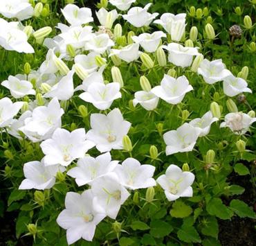 Колокольчик карпатский Альба (Campanula carpatica 'Alba')