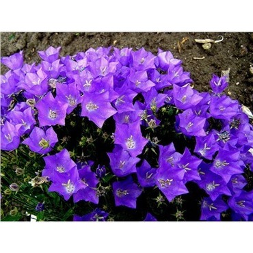 Колокольчик карпатский Блю (Campanula carpatica 'Blue')