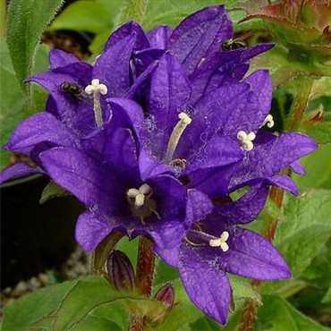 Колокольчик скученный Даурика (Campanula glomerata 'Dahurica')