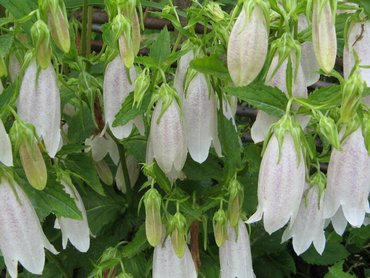 Колокольчик точечный (Campanula punctata)