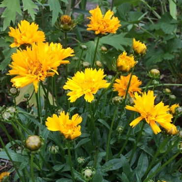 Кореопсис крупноцветковый Дабл зэ Сан (Coreopsis grandiflora 'Double the Sun')