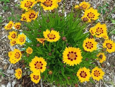 Кореопсис крупноцветковый Санфайр (Coreopsis grandiflora 'Sunfire')