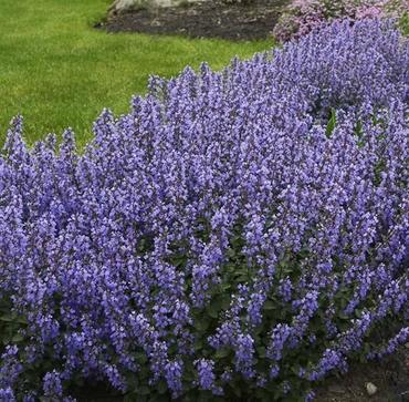 Котовник Блю Вандер (Nepeta 'Blue Wonder')