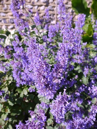 Котовник крупноцветковый Саммер Мэджик (Nepeta grandiflora 'Summer Magic')