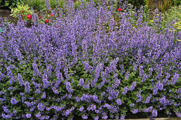 Котовник Фассена Кэтс Миау (Nepeta x faassenii 'Cat\'s Meow')