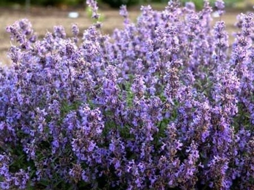 Котовник Фассена Персиан Блю (Nepeta x faassenii 'Purrsian Blue')