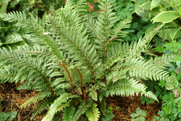 Кочедыжник красночерешковый (Athyrium rubripes)