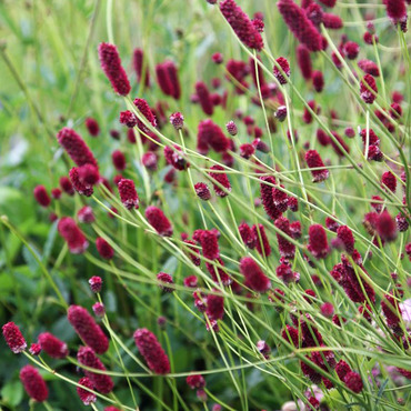 Кровохлебка лекарственная Ред Сансет (Sanguisorba officinalis 'Red Sunset')