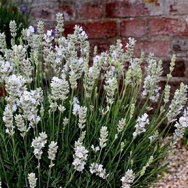 Лаванда узколистная Арктик Сноу (Lavandula angustifolia 'Arctic Snow')