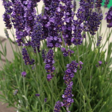 Лаванда узколистная Спиар Блю (Lavandula angustifolia 'Spear Blue')