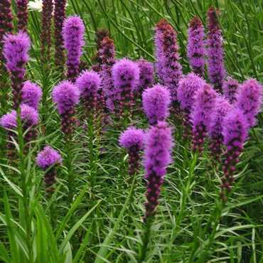 Лиатрис колосковый Флористан Виолетт (Liatris spicata 'Floristan Violett')