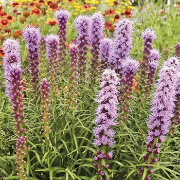 Лиатрис колосковый Кобольд (Liatris spicata 'Kobold')