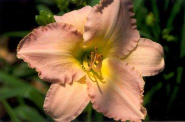 Лилейник Морнинг Сан (Hemerocallis 'Morning Sun')