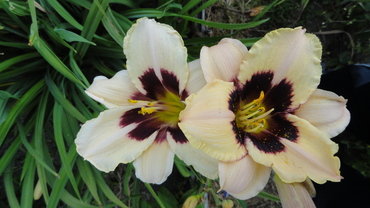 Лилейник Мунлит Маскерейд (Hemerocallis 'Moonlit Masquerade')