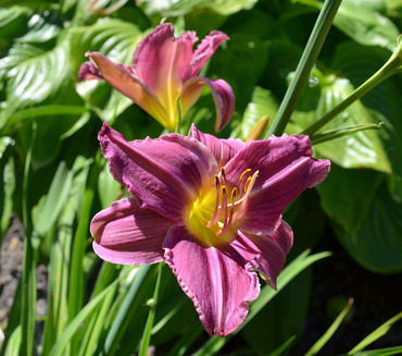 Лилейник Жокей Клаб (Hemerocallis 'Jockey Club')