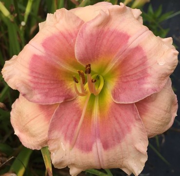 Лилейник Дженис Браун (Hemerocallis 'Janice Brown')