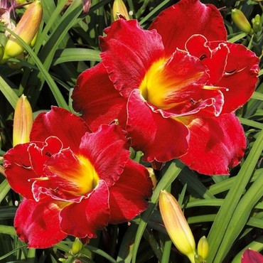 Лилейник Хайленд Лорд (Hemerocallis 'Highland Lord')