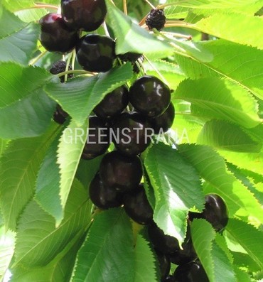 Черешня Ленинградская черная (Prunus avium 'Leningradskaya Chernaya')
