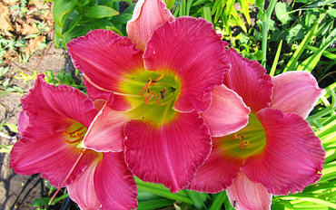 Лилейник Колон Рокет (Hemerocallis 'Cologne Rocket')