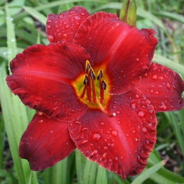 Лилейник Чикаго Апачи (Hemerocallis 'Chicago Apache')