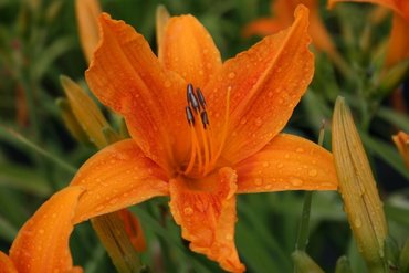 Лилейник Бернинг Дейлайт (Hemerocallis 'Burning Daylight')