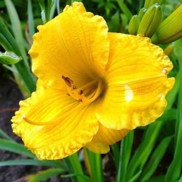 Лилейник Бакабана (Hemerocallis 'Bakabana')