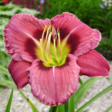 Лилейник Олвейс Либерти (Hemerocallis 'Always Liberty')