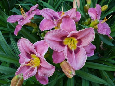 Лилейник Олвейс Афтернун (Hemerocallis 'Always Afternoon')