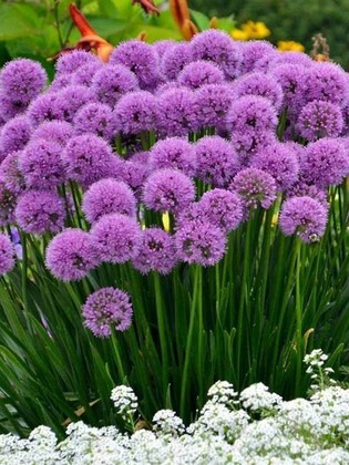 Лук густой (Allium densiflorum)
