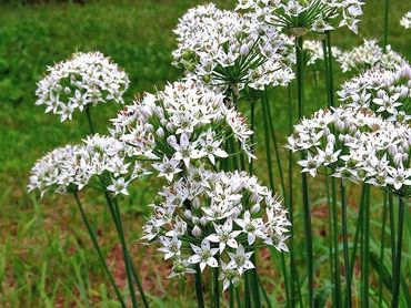 Лук душистый (Allium ramosum)