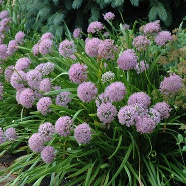 Лук стареющий (Allium senescens)