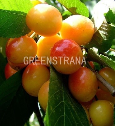 Черешня Северная (Prunus avium 'Severnaya')