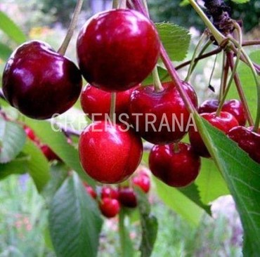 Черешня Тютчевка (Prunus avium 'Tyutchevka')