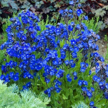 Анхуза лазоревая Лоддон Роялист (Anchusa azurea 'Loddon Royalist')