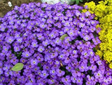 Аубриета гибридная Одри Дип Блю Шейдс (Aubrieta x cultorum 'Audrey Deep Blue Shades')
