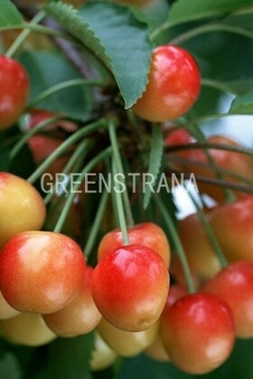 Черешня Подарок Юбиляру (Prunus avium 'Podarok Yubilyaru')