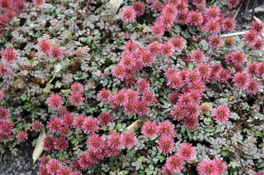 Ацена мелколистная (Acaena microphylla)