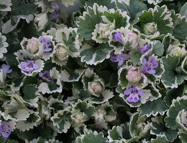 Будра плющевидная Вариегата (Glechoma hederacea 'Variegata')