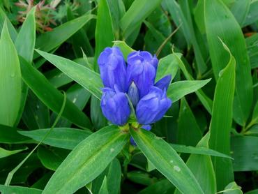 Горечавка трехцветковая (Gentiana triflora)